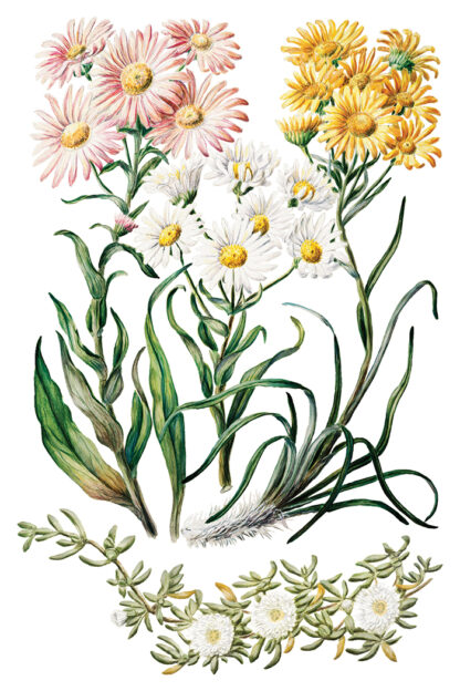 Iron Orchid Designs transfer Sarah Featon’s Botanical - Afbeelding 4